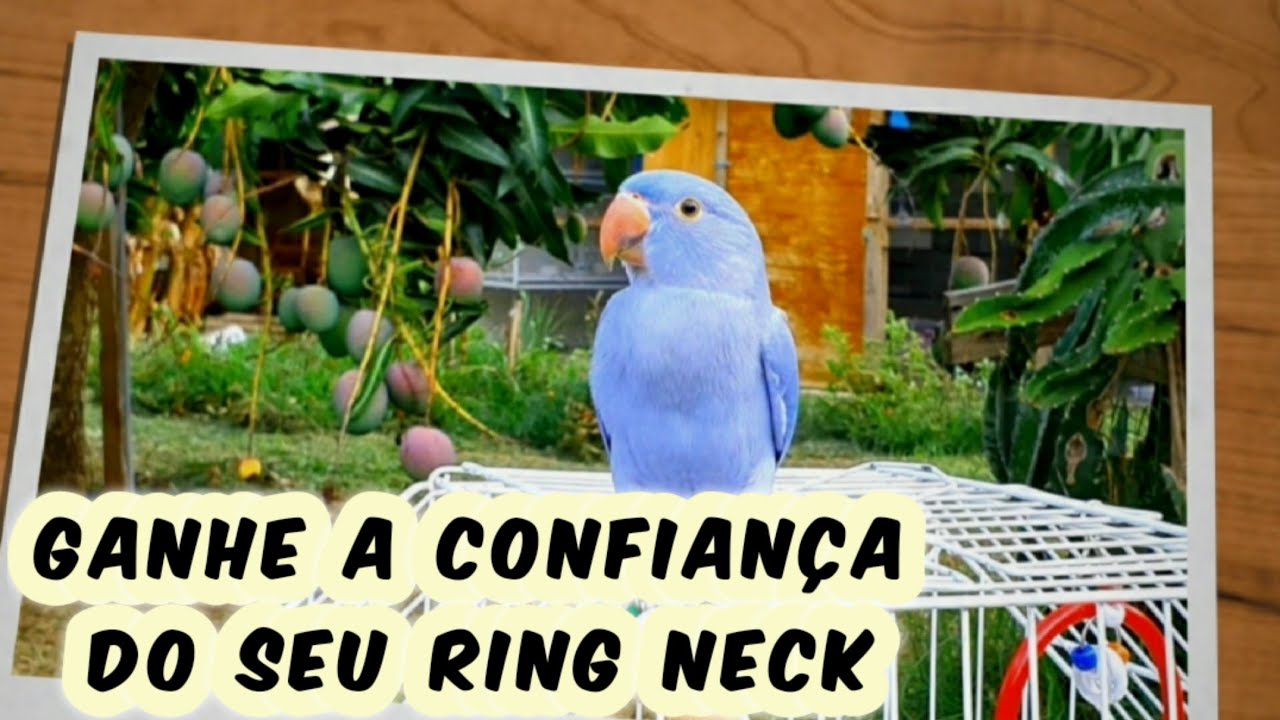 COMO AMANSAR SEU RING NECK