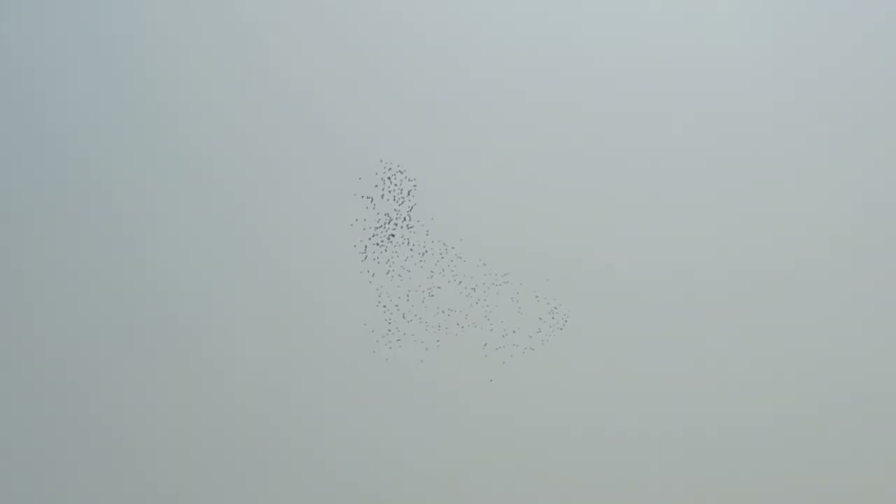 Nature sound 