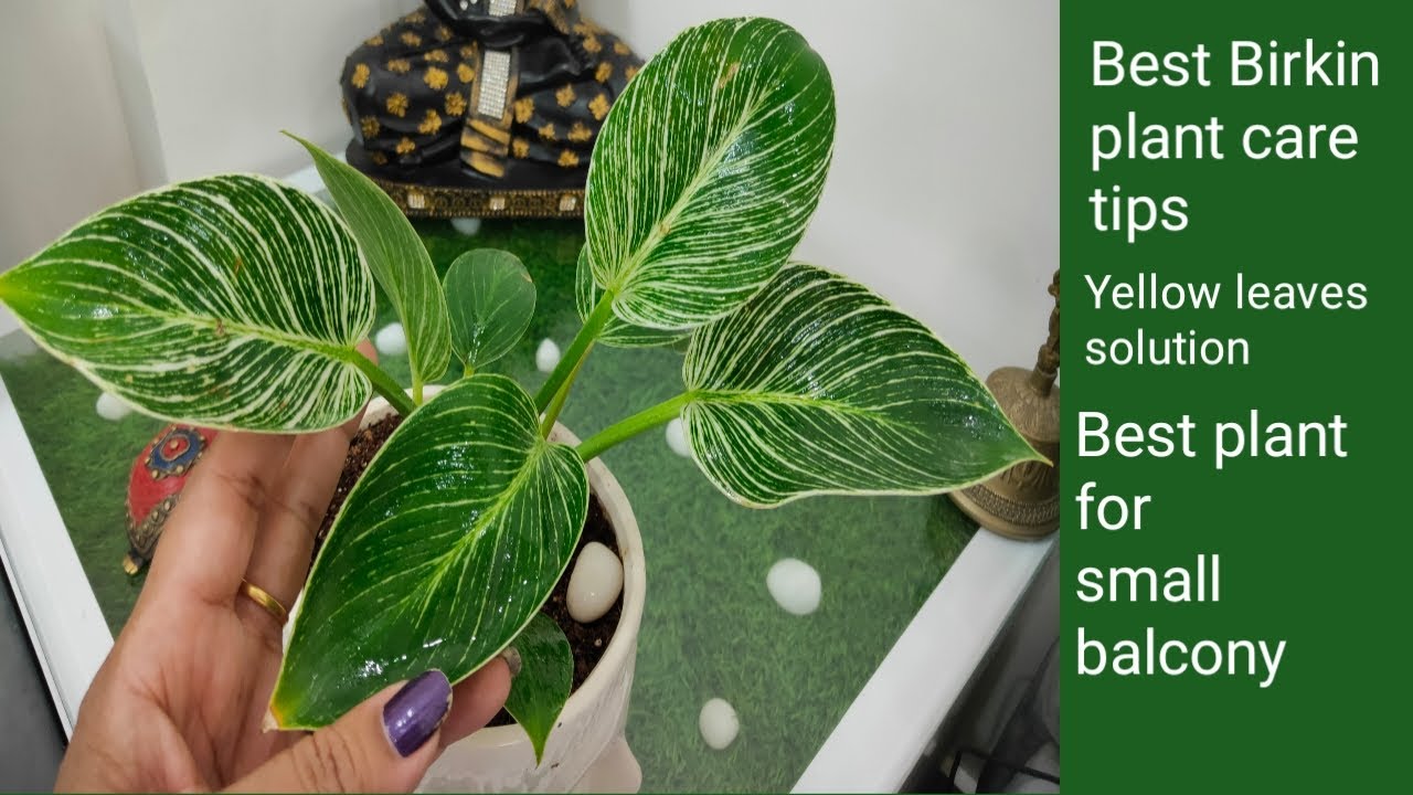 Philodendron Birkin plant care | how to grow birkin plant | Birkin plant | philodendron plants |