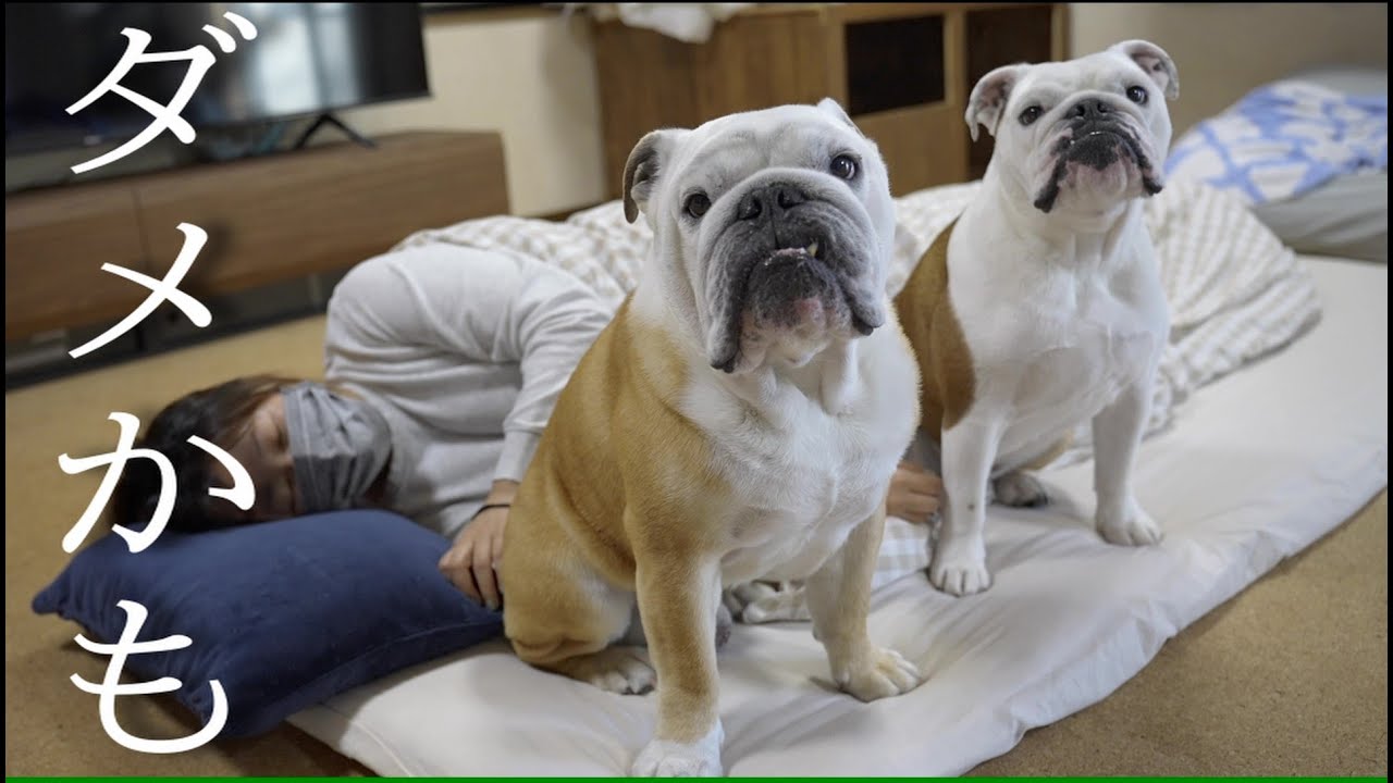体調不良で横になる飼い主、その後の愛犬の行動に涙が溢れる。