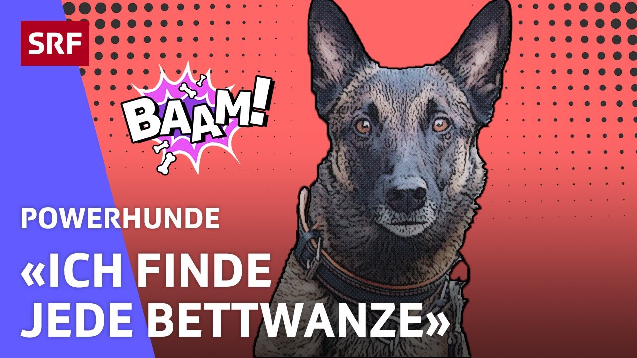 Ghitto: Der Bettwanzen-Spürhund | Powerhunde | SRF Kids – Kindervideos
