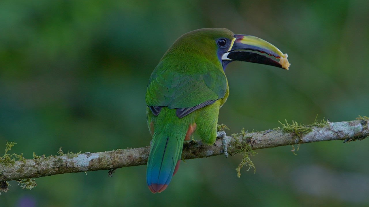 Birdwatching In San Gerardo De Rivas, Costa Rica