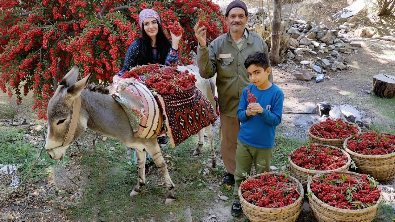 Village Life In Iran: Amazing Cooking & Harvesting Wild Barberry