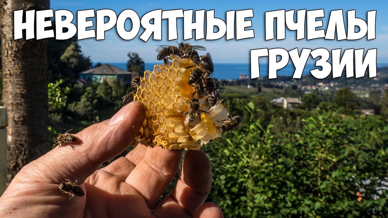 ГРУЗИЯ. ПЧЁЛЫ И МЁД