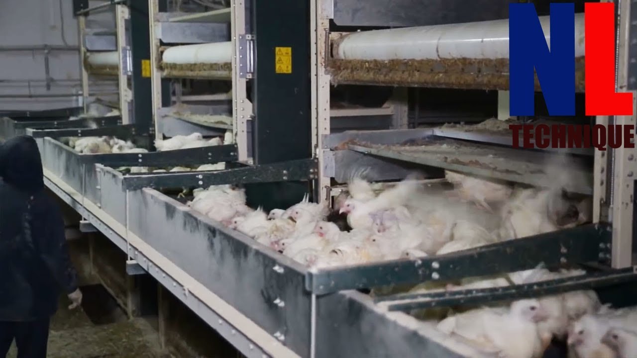 Modern Chicken Farming Technology with Cool Machines for The Highest Productivity