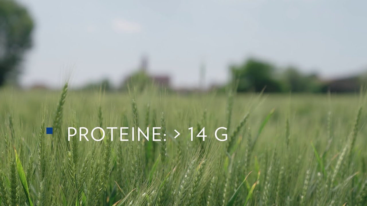 Giorgione - grano tenero di forza | FRUMENTI TENERI | CATALOGO VARIETALE LINEALAND