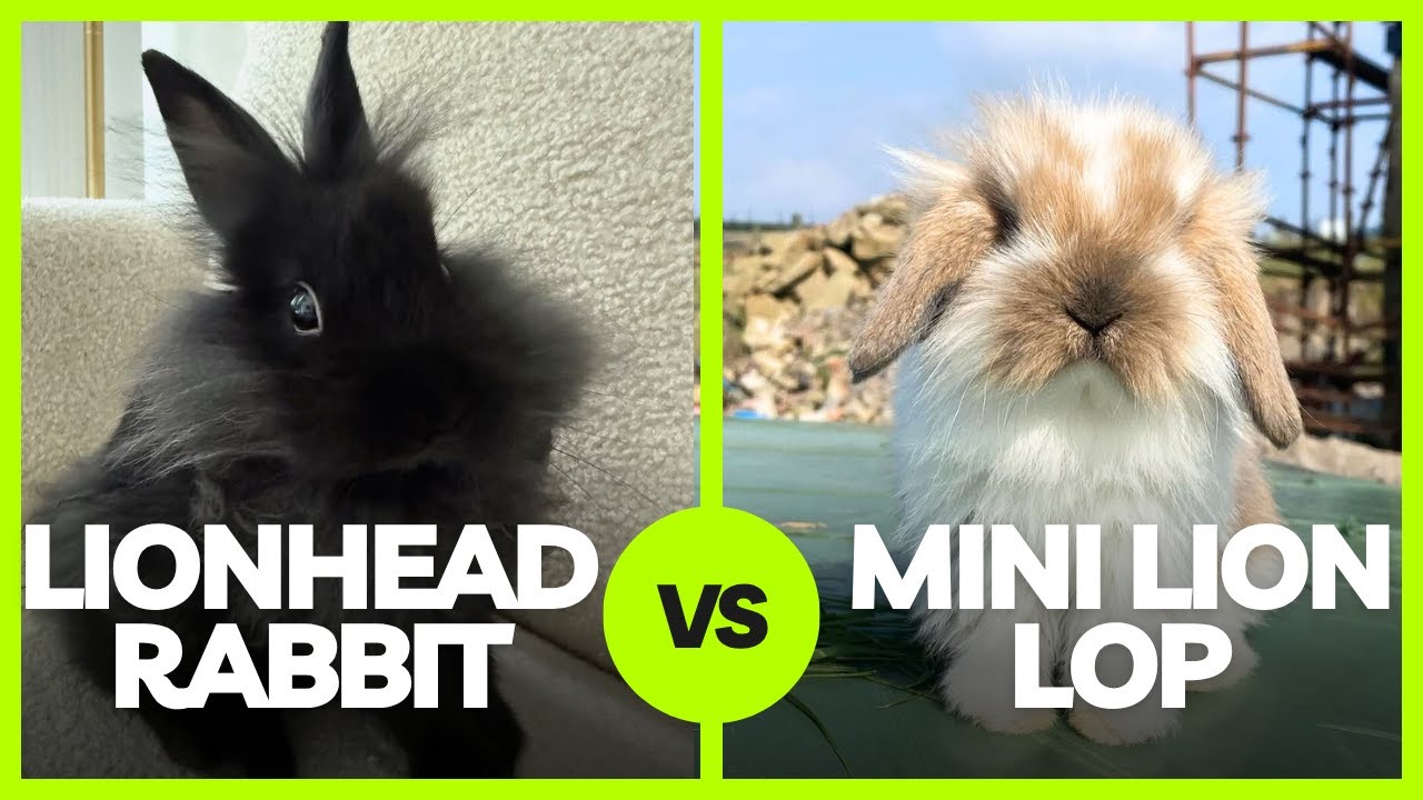 Lionhead vs Mini Lion Lop &ndash; The Fluffiest Bunny Showdown!