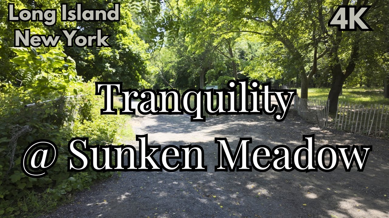 Forest Bathing on Long Island: Tranquil Woods🌲Sunken Meadow