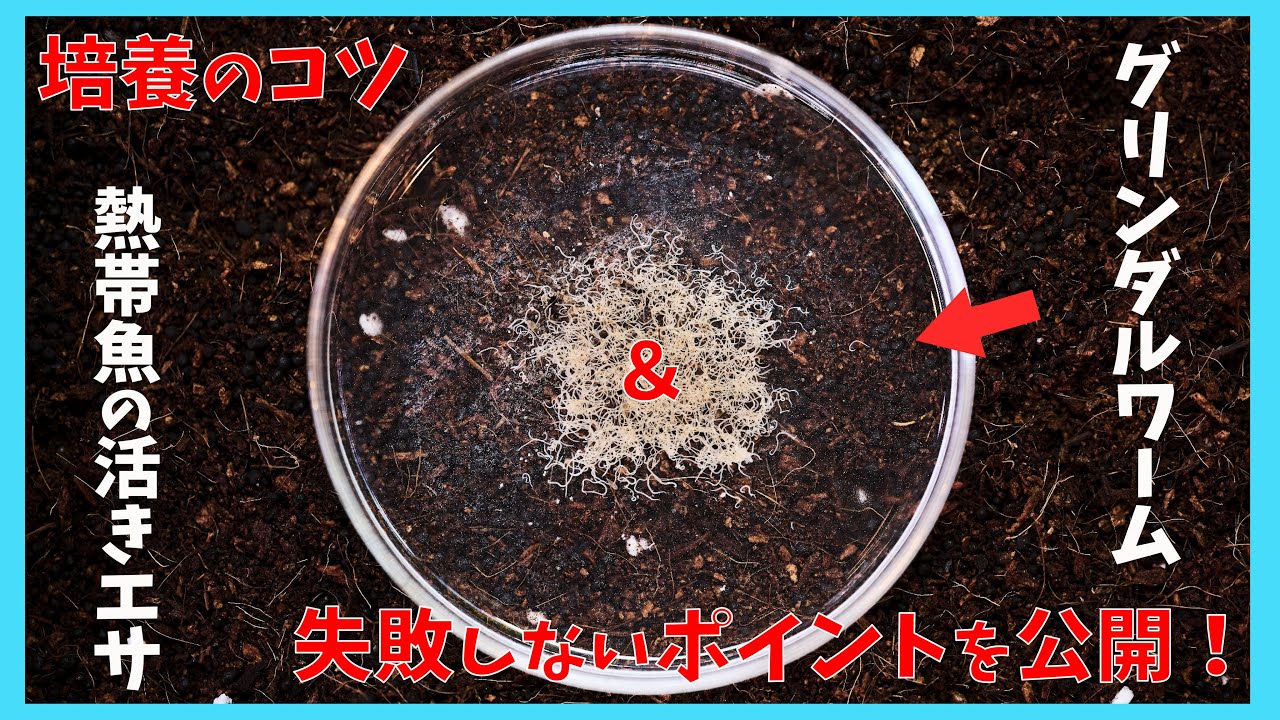 【アクアリウム】自宅でかんたんに殖やせる活きエサ！グリンダルワームの培養方法！ Aquarium Kind #20 4K/イトメ/繁殖/産卵/ブリード/水槽/シリケンイモリ/活き餌/餌/イトミミズ
