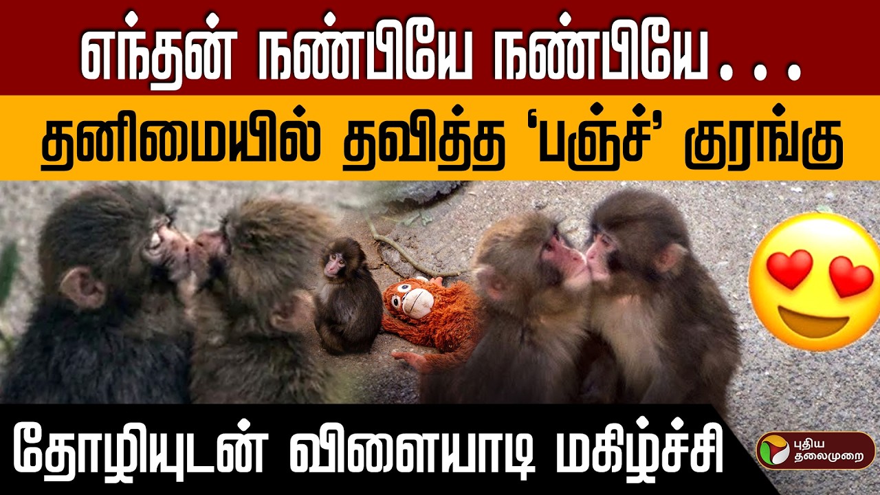 எந்தன் நண்பியே நண்பியே…தனிமையில் தவித்த 'பஞ்ச்’ குரங்கு தற்போது தோழியுடன் விளையாடி மகிழ்ச்சி PTD