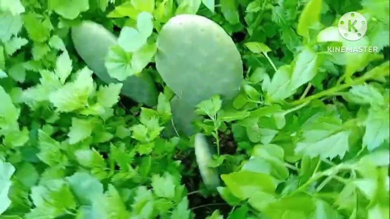 جزء تاني من أجواء ممتعة مع ولدي لقط ليا الخبيزة او بيض تبارك الله عليه 🤭