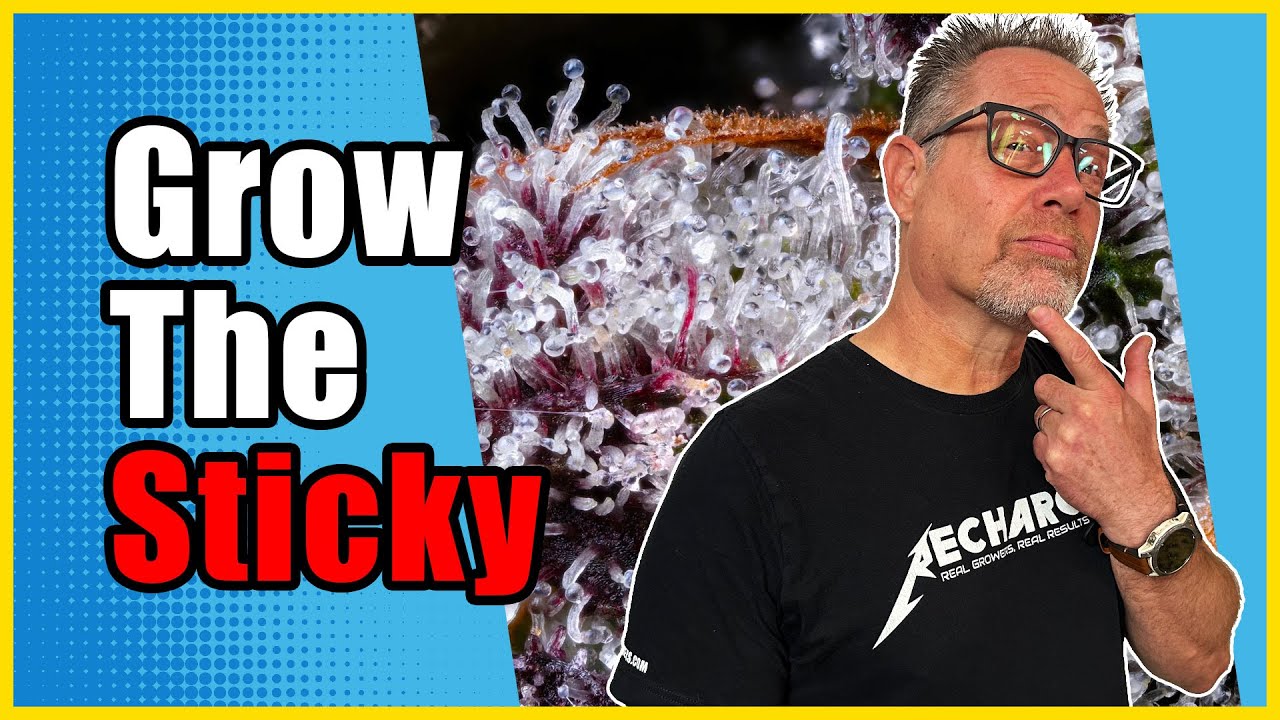 Smart Cannabis Growers Do THESE 3 Things for More Terpenes and Trichomes