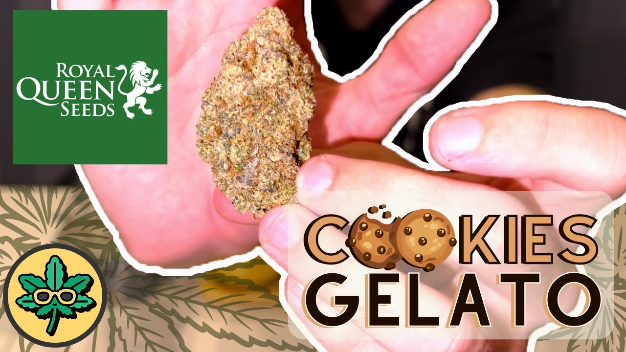 Cookies Gelato by Royal Queen Seeds (Bangkok) Review