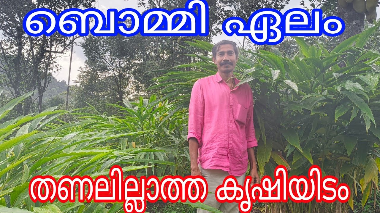 Bommy Cardamom#Venmony Idukki#Antony Muniyara Vlogs