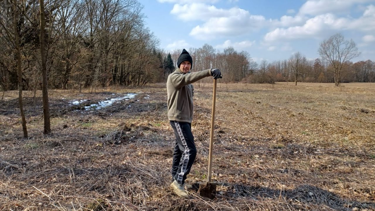 Sadnja šume crne johe (Alnus glutinosa) - Planting a Black Alder trees