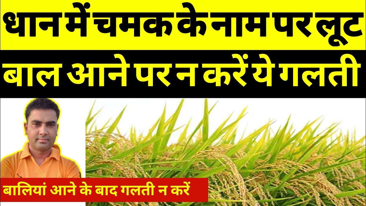 धान की बालियां निकलने के बाद लूट क्यू । बालियां के बाद करें ये काम । अच्छा परागण क्यू जरुरी ।