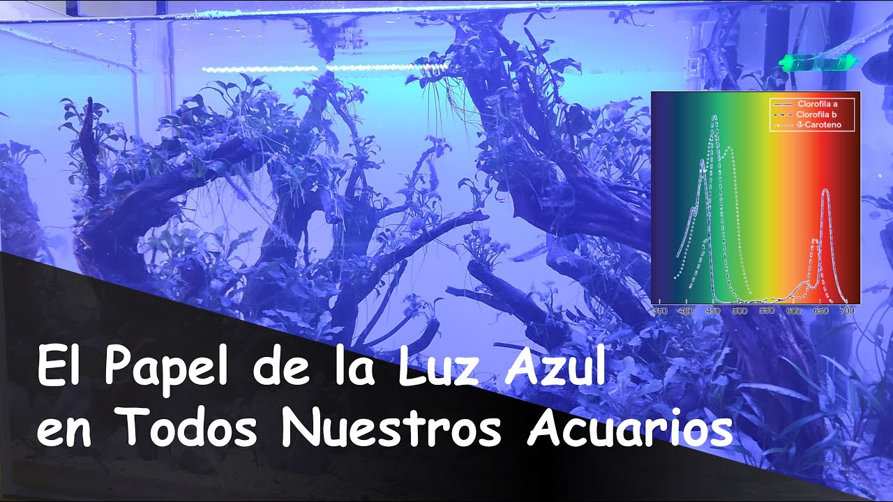 Importancia y Función de la Luz AZUL en la Naturaleza, en Acuarios Plantados, de Cíclidos y Marinos