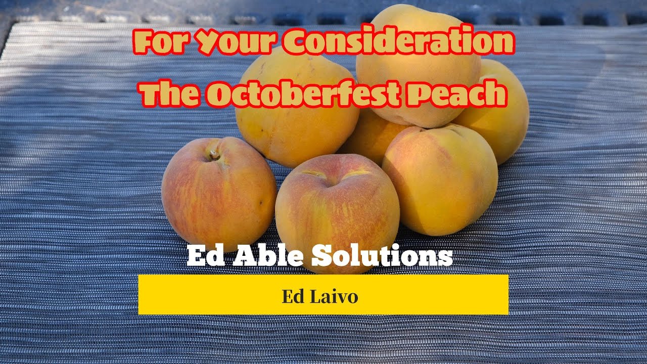 Octoberfest Peach, Late Season For Your Consideration