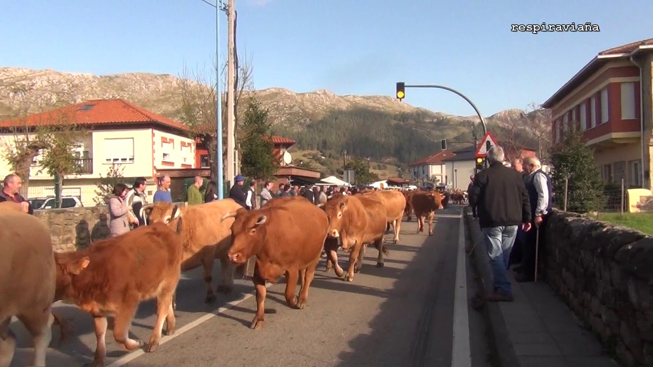 Feria de Sanfelices de Buelna 18 11 2018