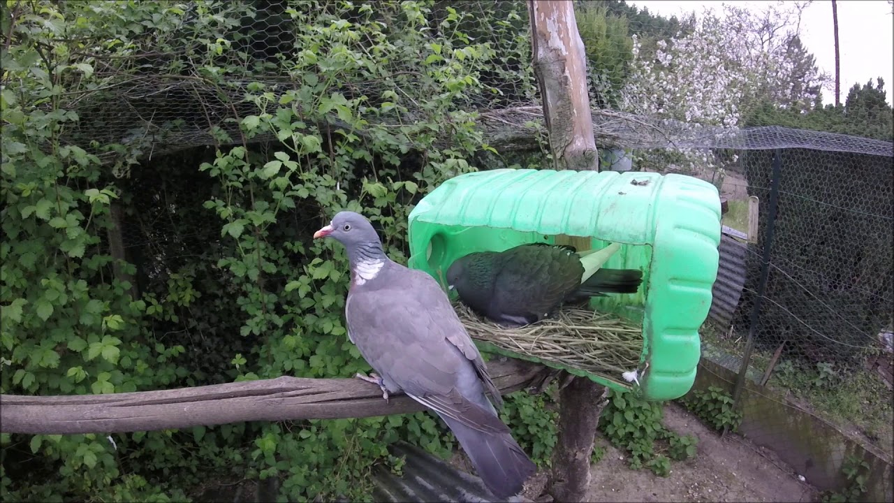 Mulet pigeon ramier