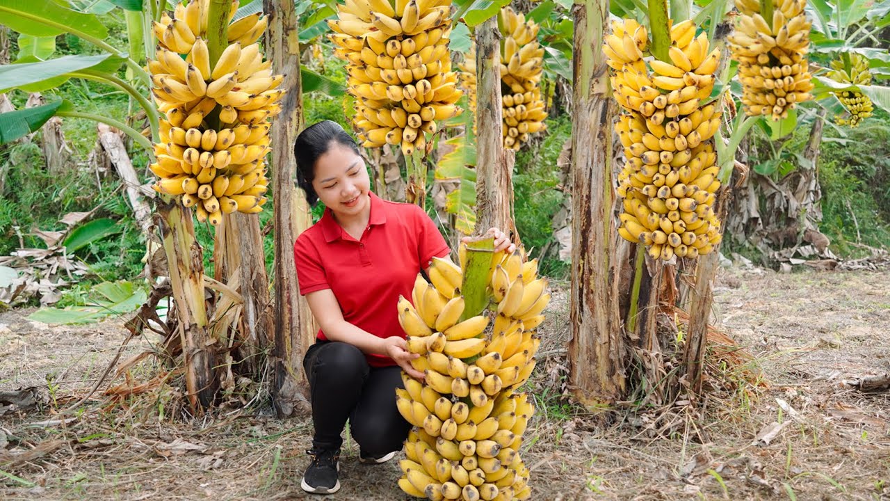 Harvest Banana Garden Goes to the market sell - Gardening - Hanna Daily Life