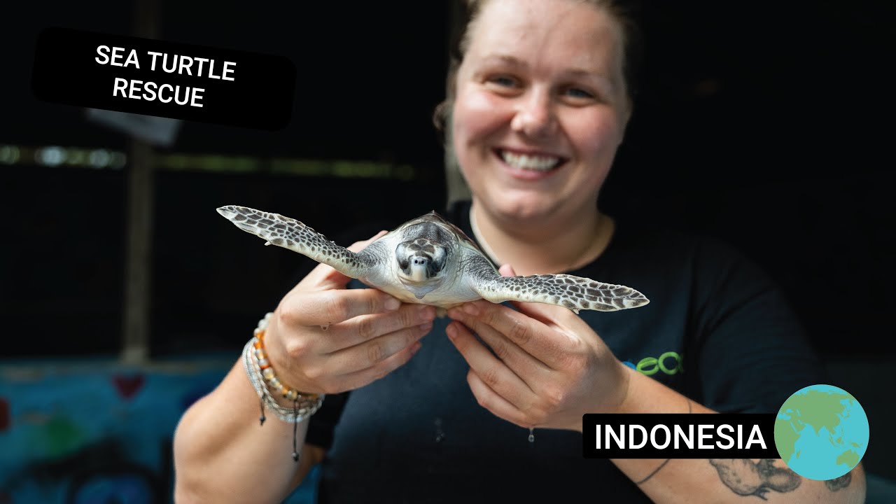 Sea Turtle Conservation Adventure in Bali: Protect, Care, and Release Turtles!