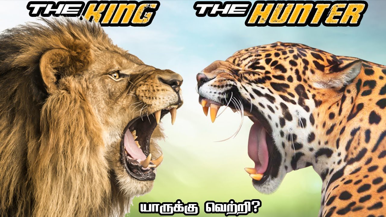 Lion vs Jaguar in Tamil | சிங்கம் vs ஜாகுவார் | Fantasy Battle | Savage Empire