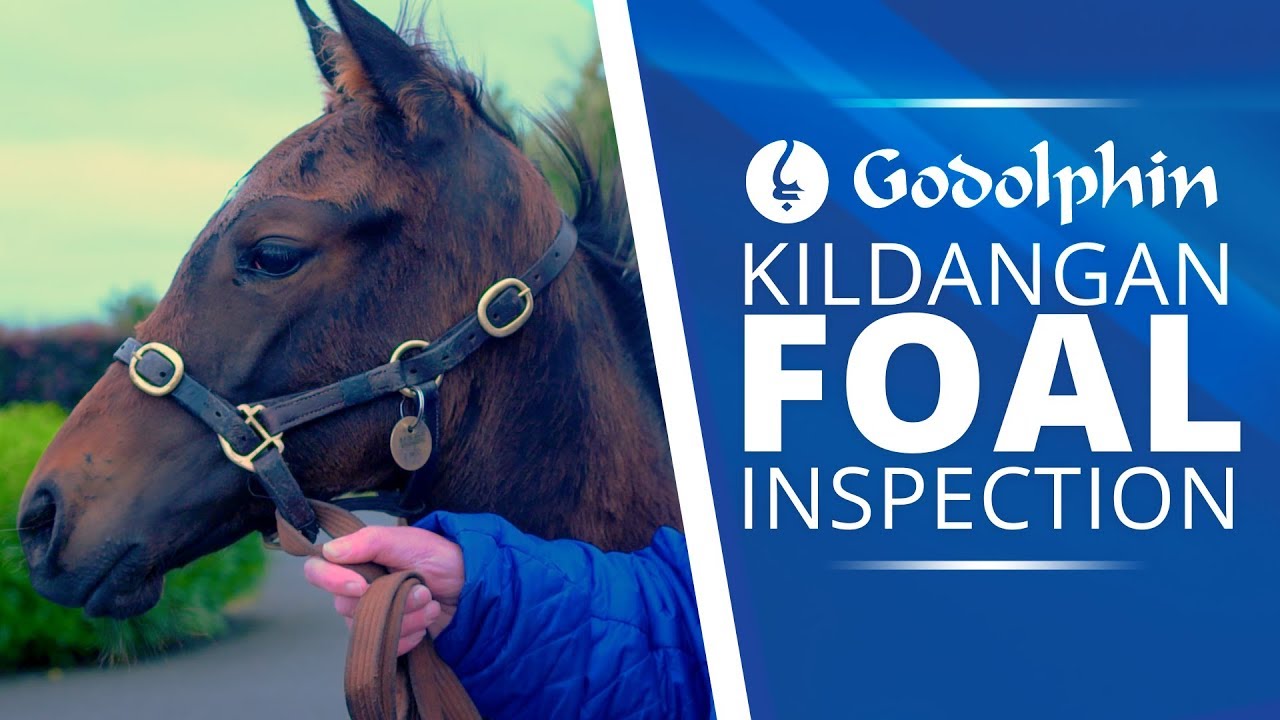 Inspecting Foals at Kildangan Stud