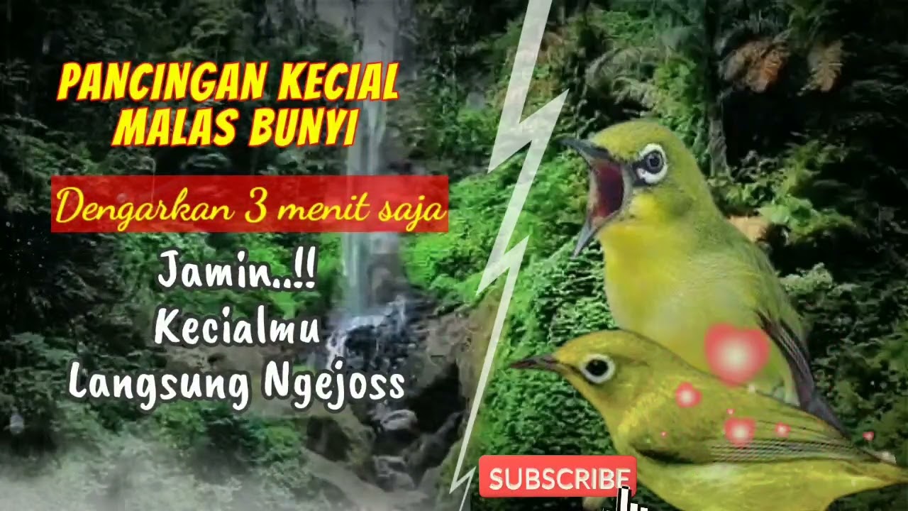 Dengarkan 3 Menit, PANCINGAN KECIAL SETRES HABIS NGURAK LANGSUNG JADI SEHAT| MASTERAN KECIAL KUNING
