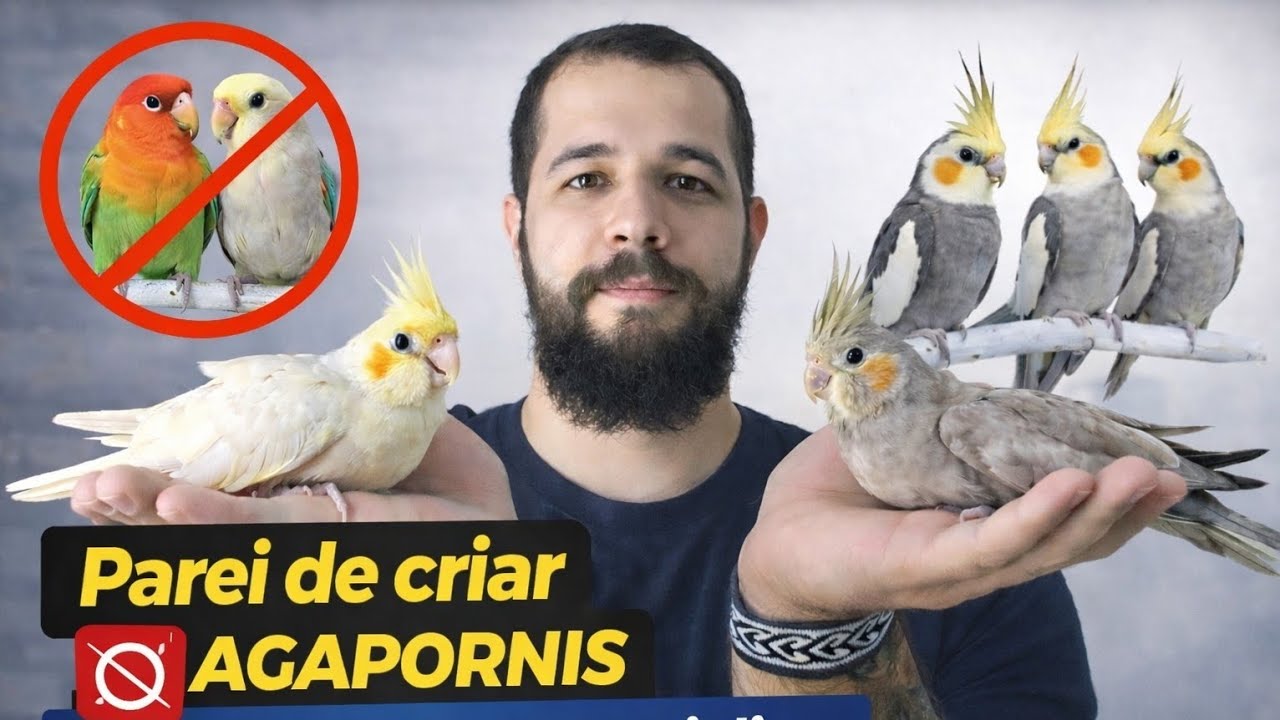 CHEGA DE AGAPORNIS! O MOTIVO VAI TE SURPREENDER! 