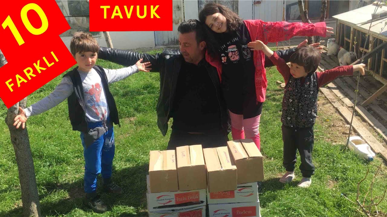 Bomba Sürprizler💥On Farklı Irk Tavuk Çeşidi#lakenvelder#ameraucana#Brakeltavuk#porselenligorin