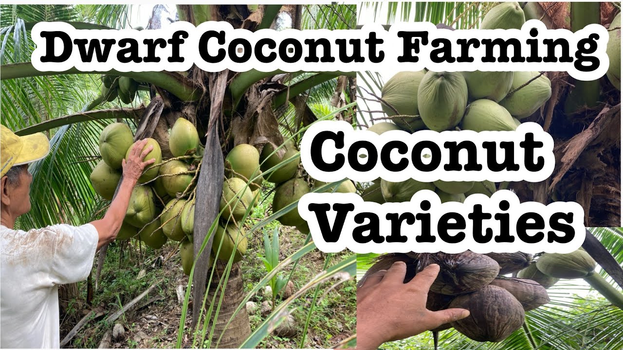 The Different Coconut Varieties: Dwarf, Tall and Hybrid Coconut Trees