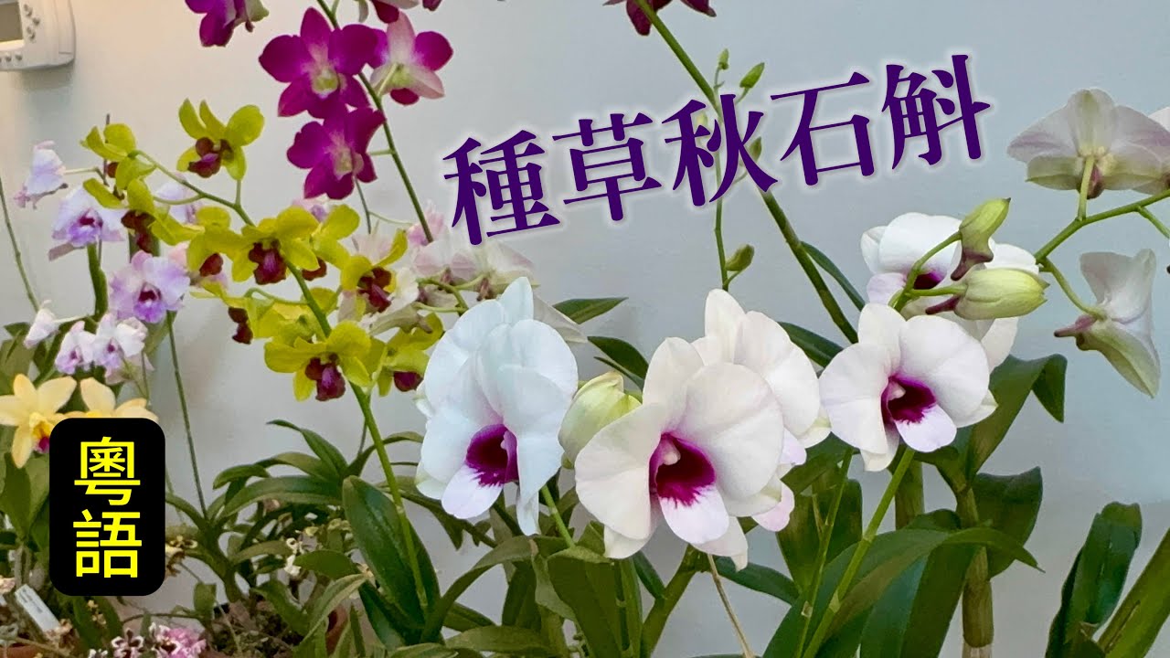 蘭花（ 192 ）（粵語）秋石斛比蝴蝶蘭更好養