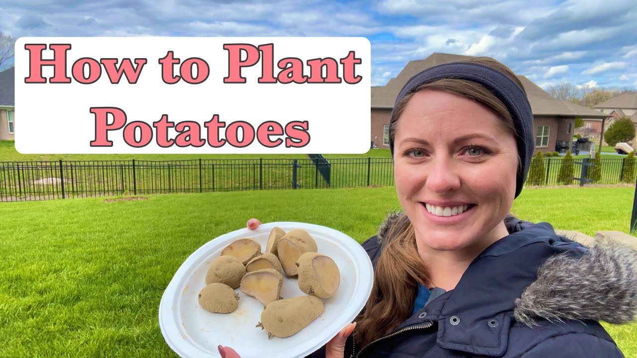 How to Plant & Grow Potatoes at Home | Beginner’s Guide To Plant Potatoes | From Dream To Seed