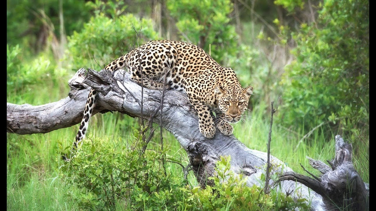 Hwange National Park - Zimbabwe : Overview