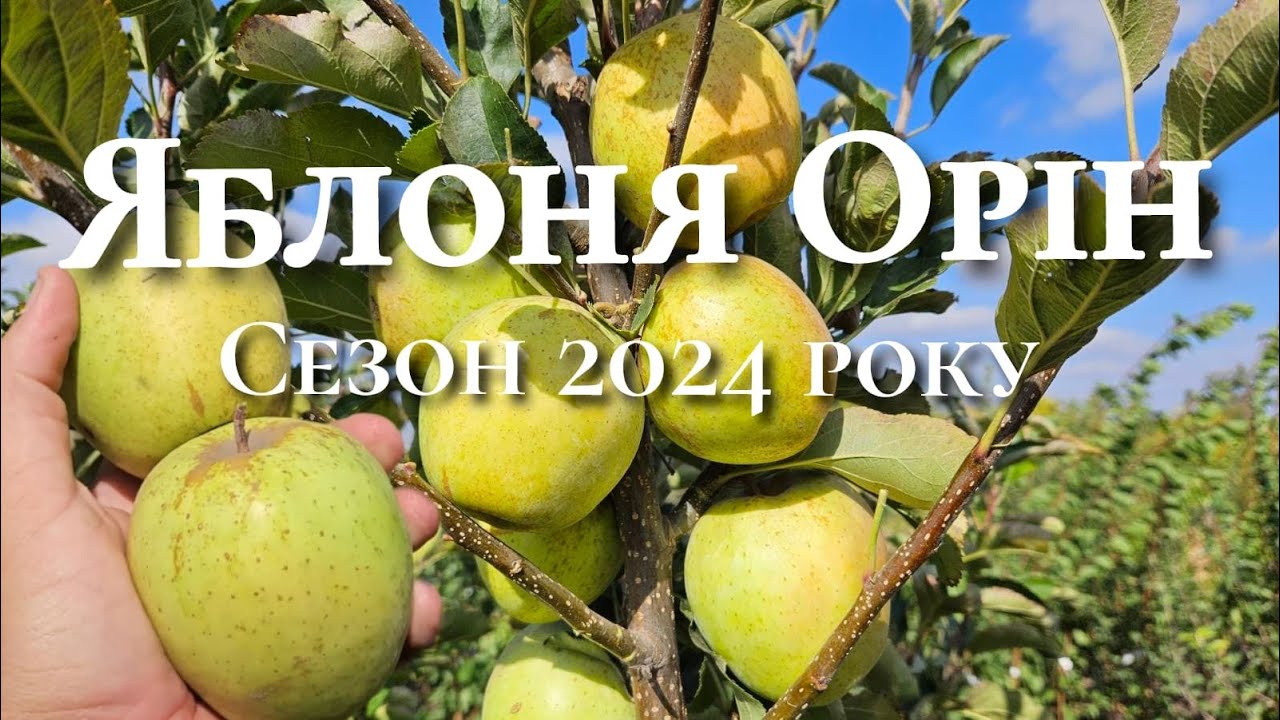 Солодшого яблука не смакував.Це Японська селекція.Яблуко Орін.
