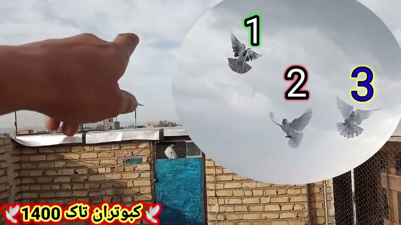 غریب گیری ناموفق.دوستان دوتا کبوتر که خودشون نشستن پشت بام و متأسفانه نشد بگیرم