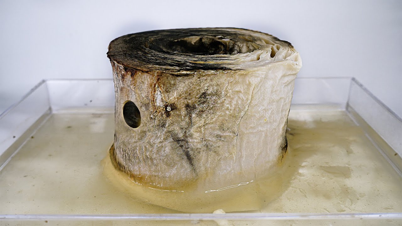 How Fast Does the Toilet Paper Rot?