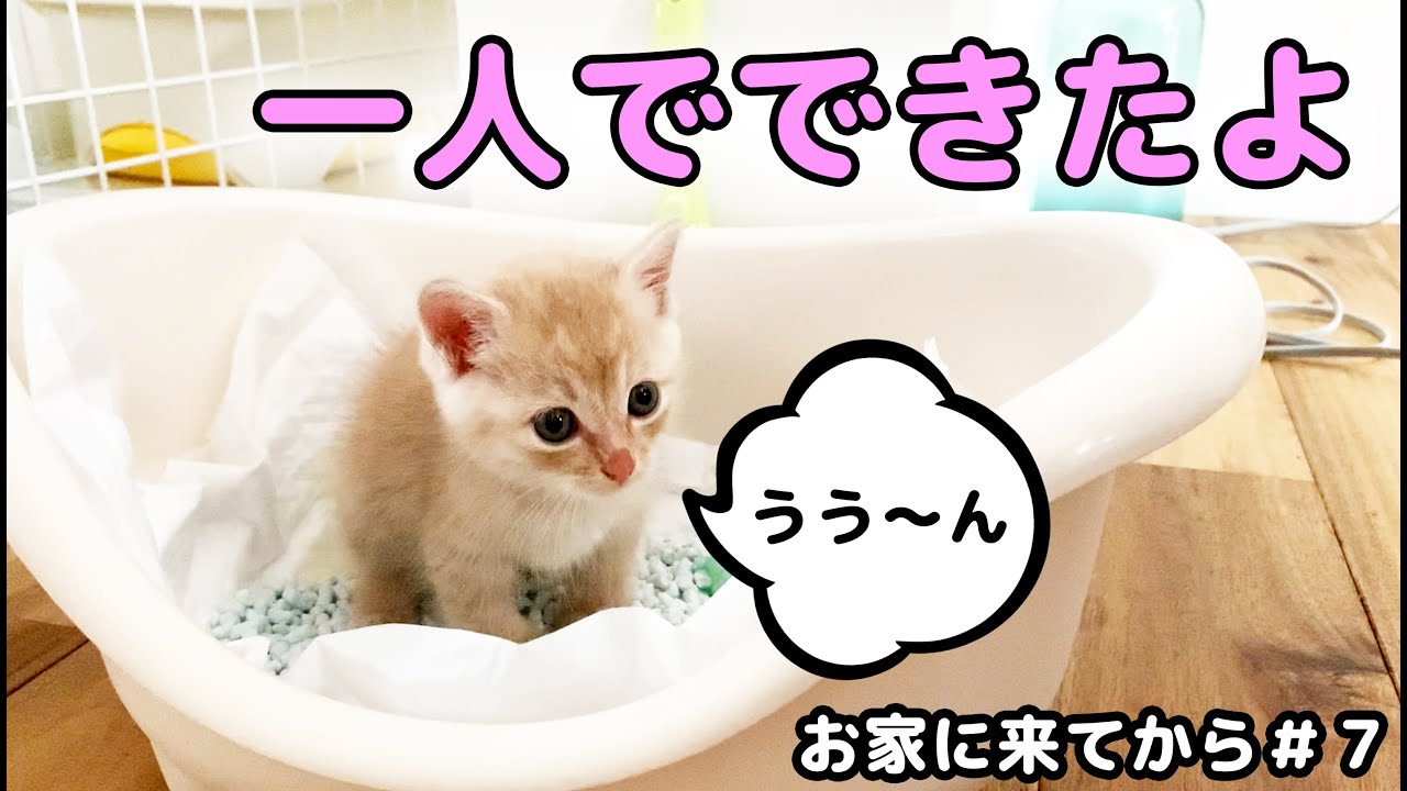 【ゴミ箱の中から救出した保護猫】トイレトレーニングをしようと思ったら…まさかの展開に主はビックリしました！！☆Rescued cats☆