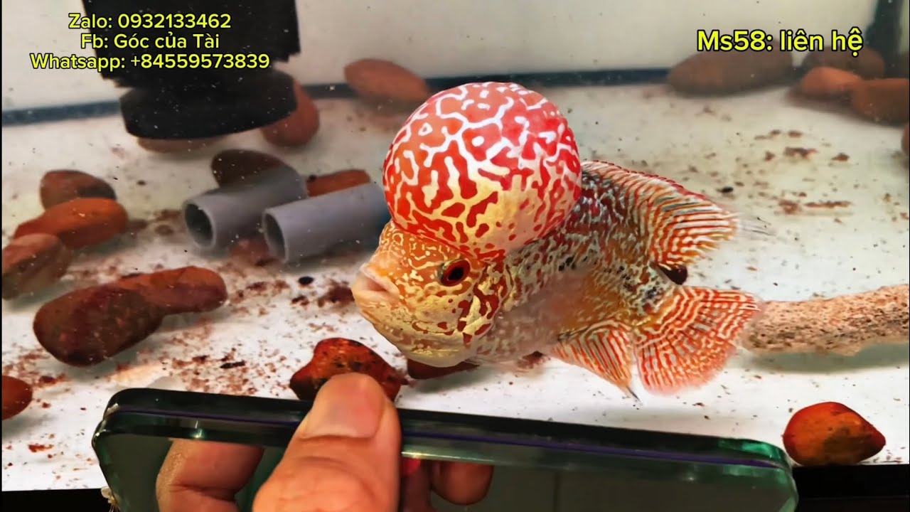 23/6 tổng hợp báo giá nhí và Kamfa Gb Vvip. Flowerhorn from VietNam Vvip.
