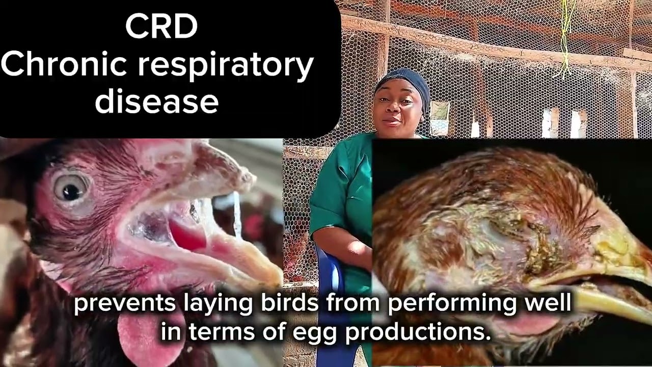How to manage your birds well during the cold season #animalhealth... 
