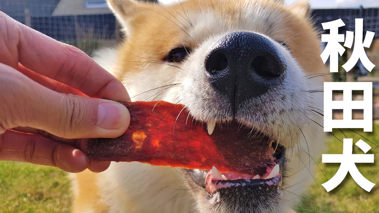 AKITA INU - Eating A Lot Of Food | Yuki The Food Taster | 秋田犬