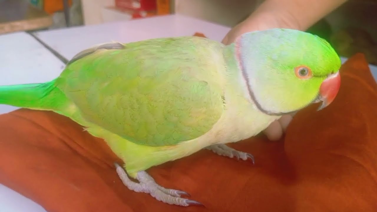 🦜cut parrot clear voice sounds | #viralvideos #youtube #trendingvideos #parrotvideo @Green-Mithu