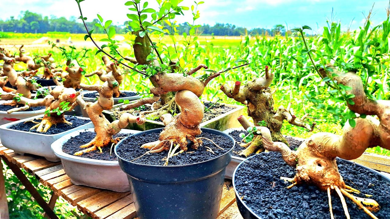 REVIEW HARGA BONSAI BAHAN KOLEKSIAN TEPI SAWAH