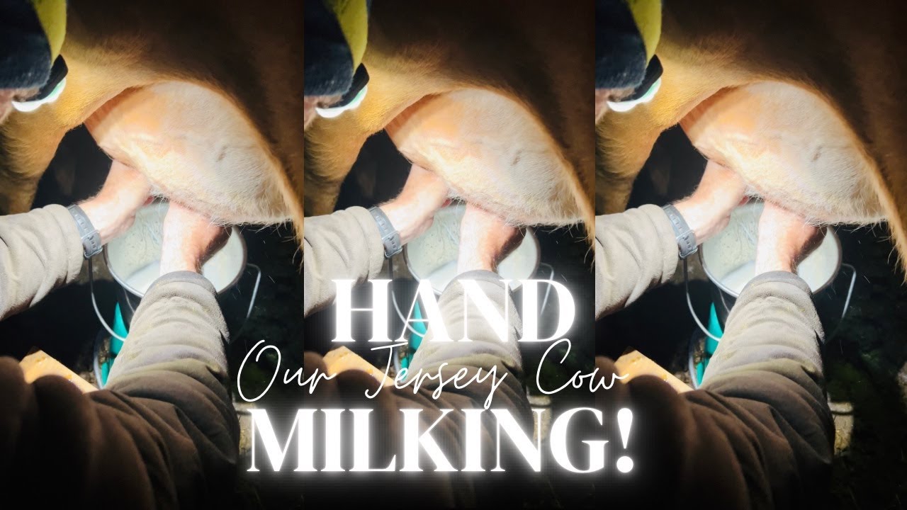 Hand Milking Jersey cow from Start to Finish | Calf grafting - how we do it  Aussie farm #australia