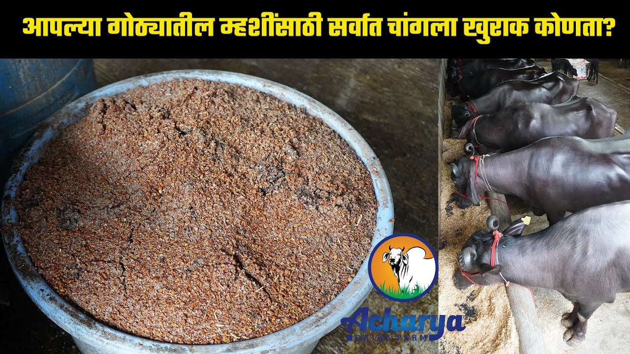 आपल्या गोठ्यातील म्हशींसाठी सर्वात चांगला खुराख कोणता जाणून घेऊ आचार्य डेअरी फार्म कडून #murrah