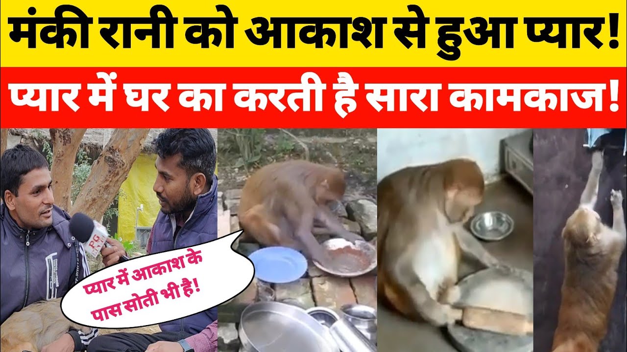 बंदरिया को आकाश से हो गया प्यार उनके प्यार में घर का करती है सारा काम!