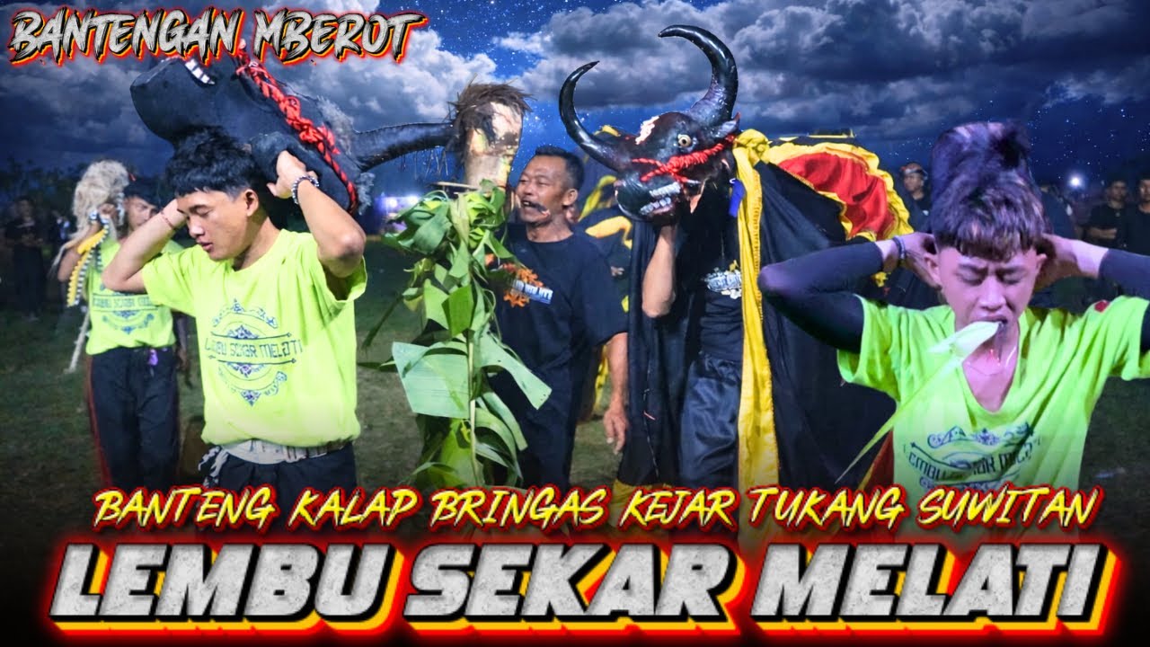 KALAP BRINGAS‼️LEMBU SEKAR MELATI NGAMOK KERASUKAN DEMIT KEJAR TUKANG SUWITAN