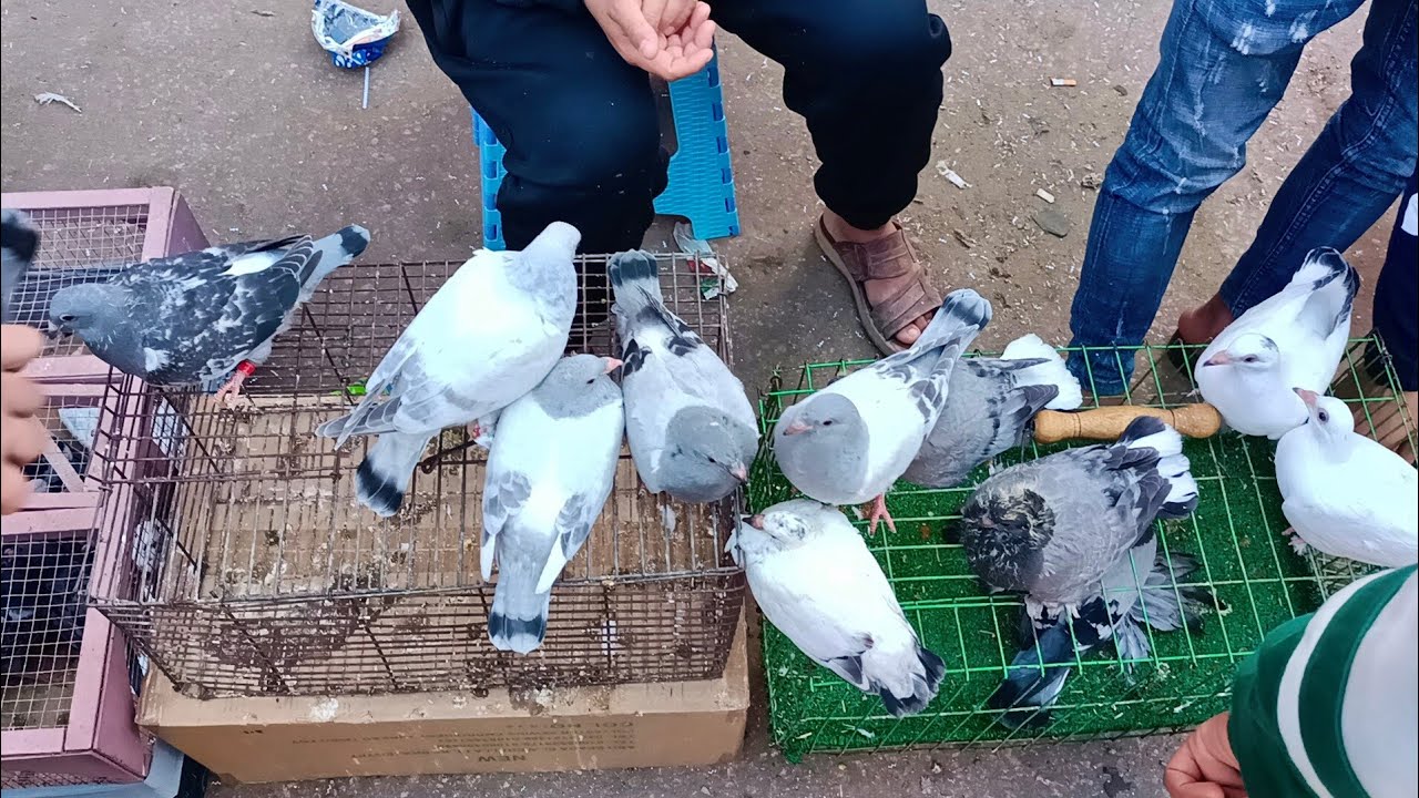 سوق الجمعه 😱 في المحله اسعار 💸 الحمام الغزار والزوجل وزغاليل والكلفه 🌽 بارقام تليفونات