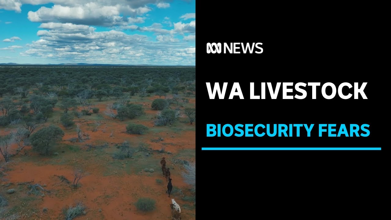 Biosecurity fears for WA livestock producers with more visitors during the school holidays ABC News